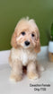Cavachon