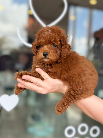 Cavapoo