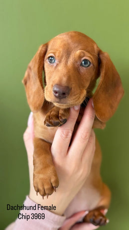 Dachshund