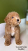 Mini Poodle
