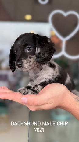 Dachshund Female