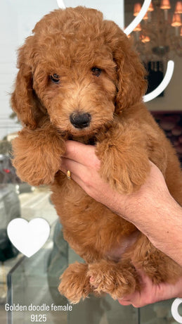 Goldendoodle