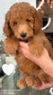 Goldendoodle
