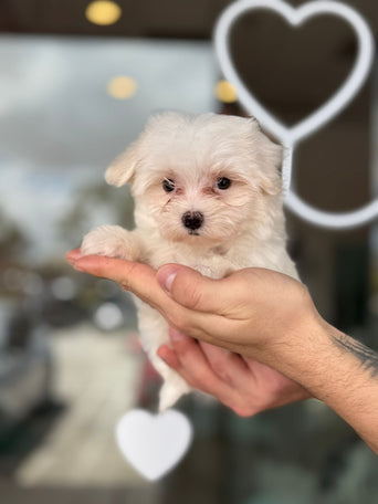 Maltese