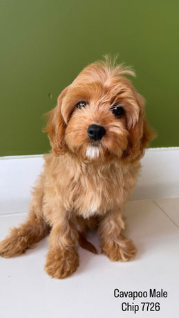 Cavapoo