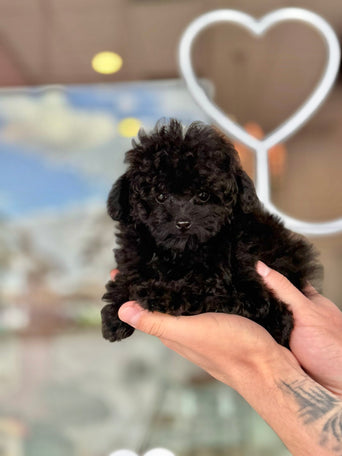 Toy poodle