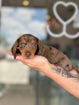 Dachshund